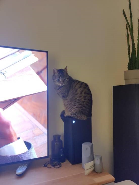 猫总坐在主机散热孔怎么办 传奇爱猫人加装尖刺!