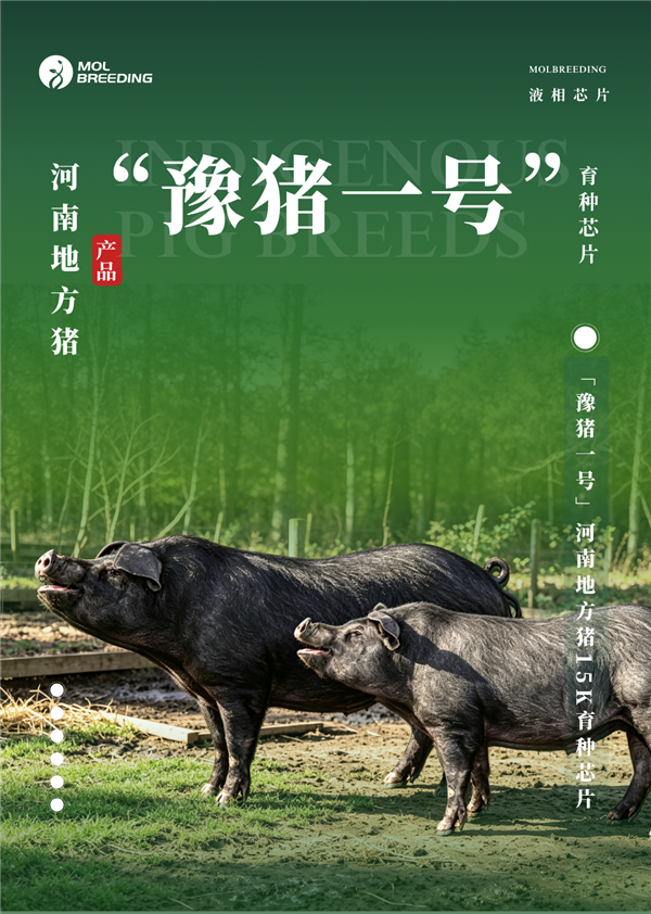 进口芯片不靠谱!河南自己搞了个猪芯片:专为本土黑猪定制